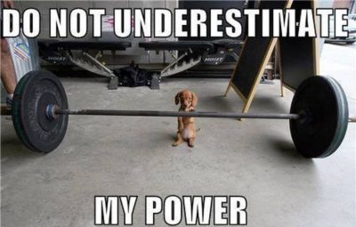 The True Meaning of Personal Power - image puppy-power-e1486623840880 on https://thedreamcatch.com
