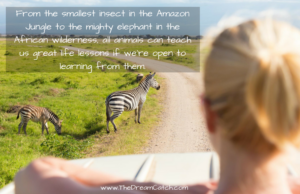 Animals Quote - image Animals-Quote-300x194 on https://thedreamcatch.com