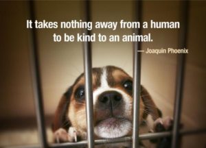 animal quote - image animal-quote-300x216 on https://thedreamcatch.com