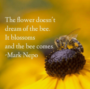 bee quote - image bee-quote-300x298 on https://thedreamcatch.com