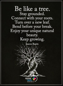 Tree-quote - image Tree-quote-219x300 on https://thedreamcatch.com
