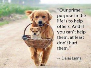 dalaiquote - image dalaiquote-300x225 on https://thedreamcatch.com