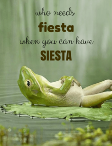 fiestafrog - image fiestafrog-231x300 on https://thedreamcatch.com