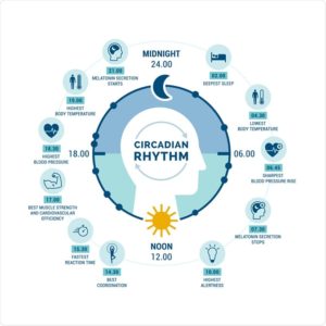 circadian-rythm - image circadian-rythm-300x300 on https://thedreamcatch.com