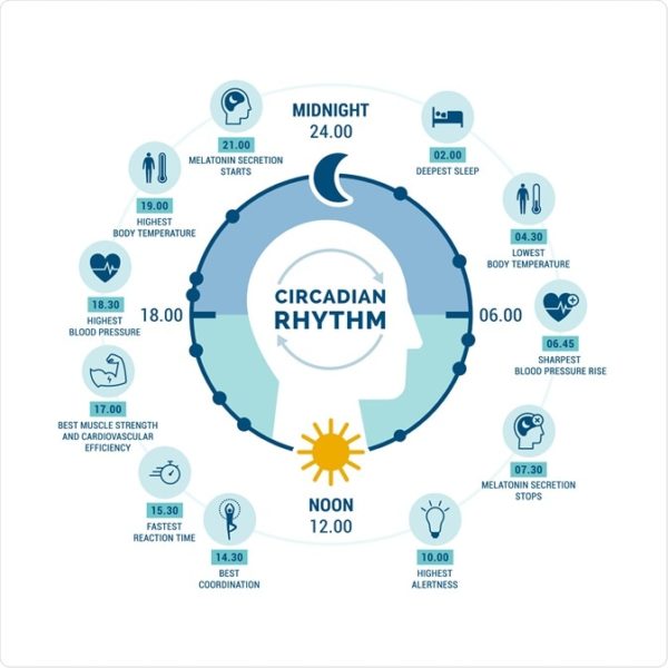How to Create the Ideal Schedule Using Your Circadian Rhythms - The ...