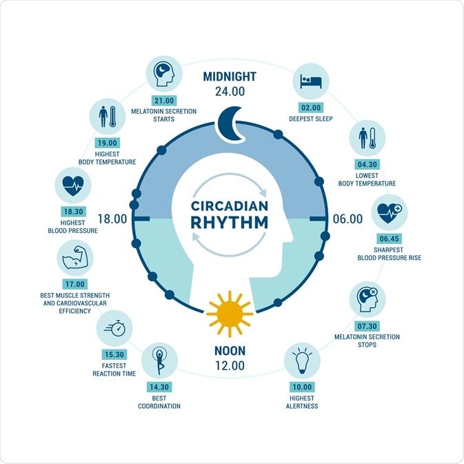 Chronos vs Kairos: Two Models of Time to Live More Fully - image circadian-rythm on https://thedreamcatch.com