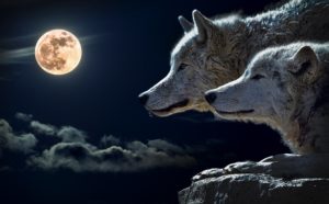 wolf - image  on https://thedreamcatch.com