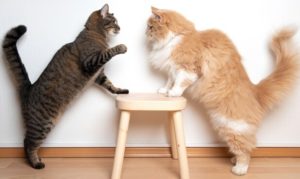 cats-fight - image cats-fight-300x179 on https://thedreamcatch.com