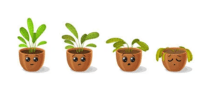 Plant-not-growing - image Plant-not-growing-300x135 on https://thedreamcatch.com