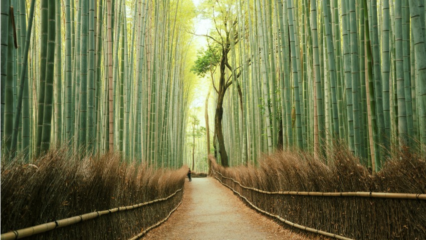 Ikigai: What is it and How it Can Help You Find Purpose and Meaning in Life - image bamboo-forest on https://thedreamcatch.com