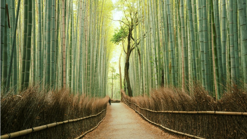 The Myth of Talent: Why Creativity and Hard Work are the Real Keys to Achieving Your Dreams - image bamboo-forest on https://thedreamcatch.com